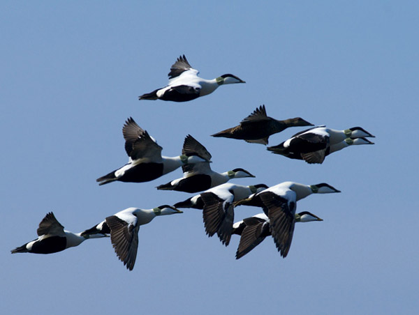 Haahka, Common Eider, Somateria mollissima